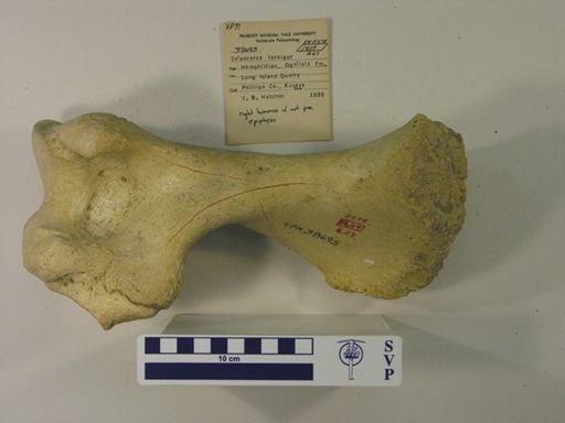 Teleoceras fossiger