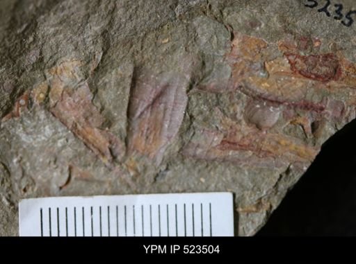 undet. Hyolithida