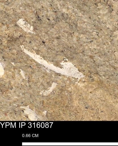 undet. Mollusca