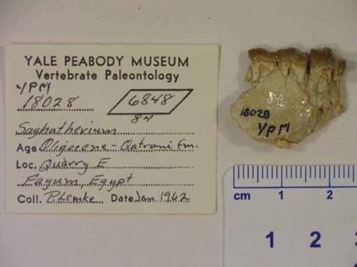 Saghatherium sp.