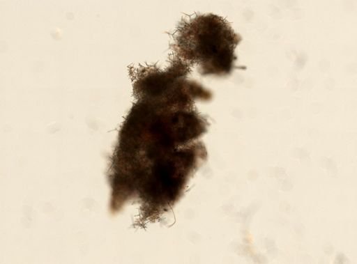 Clathrina coriacea