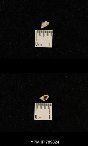 undet. Brachiopoda