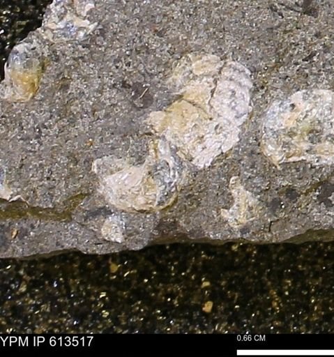 Scaphites sp.