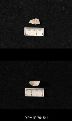 undet. Brachiopoda
