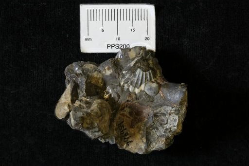 Euspira?