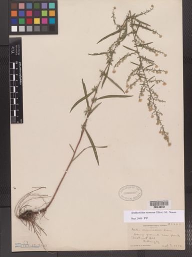 Symphyotrichum racemosum