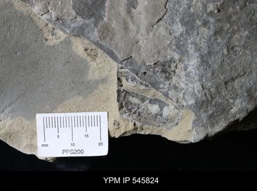 undet. Eurypterida