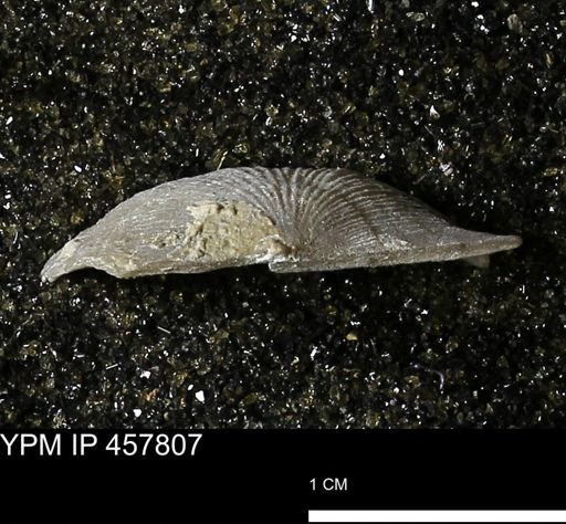 Strophodonta sp.