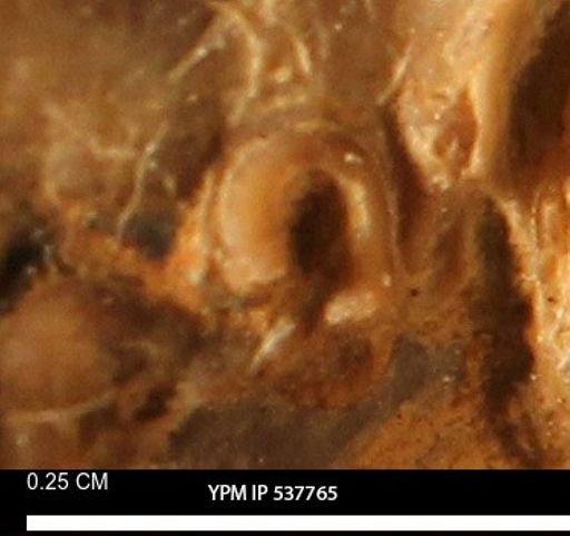undet. Serpulidae