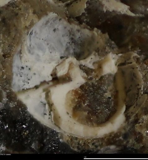Corbulamella gregaria