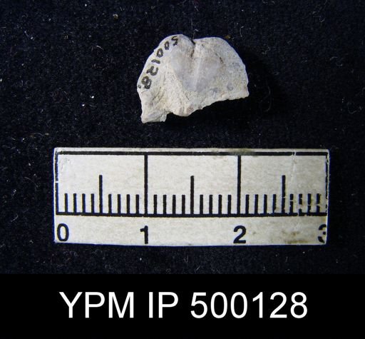 Chonetina flemingi