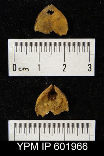 Eatonia sp.