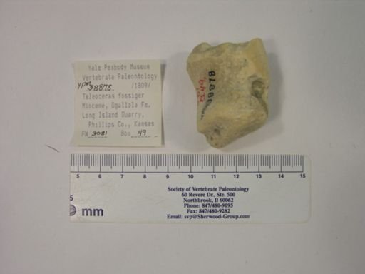 Teleoceras fossiger
