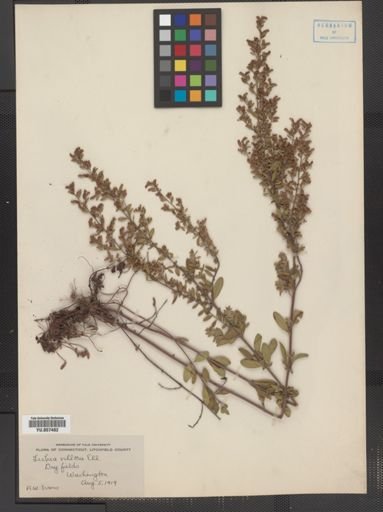 Lechea villosa