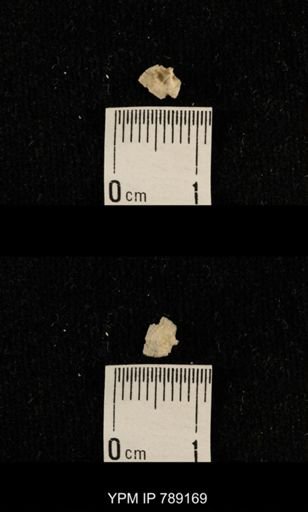 undet. Brachiopoda