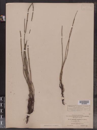 Equisetum hyemale