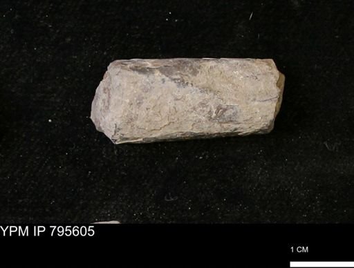 Baculites sp.