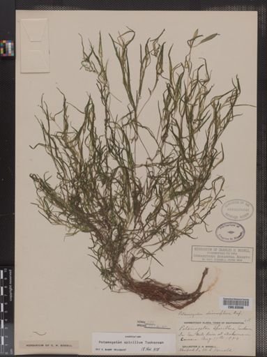 Potamogeton spirillus