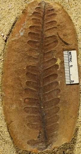 Pecopteris