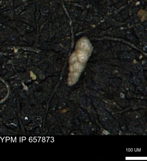 Verneuilinoides kansasensis