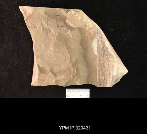 undet. Hexapoda