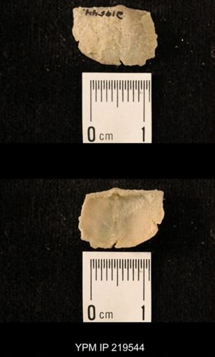 Chonetes granulifer