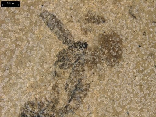 taxon undetermined