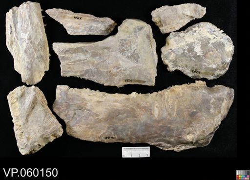 Xiphactinus sp.
