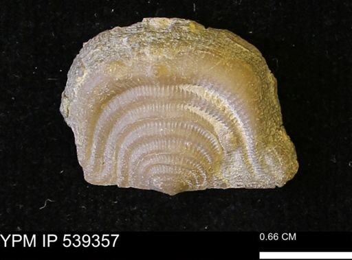 Leptaena rhomboidalis