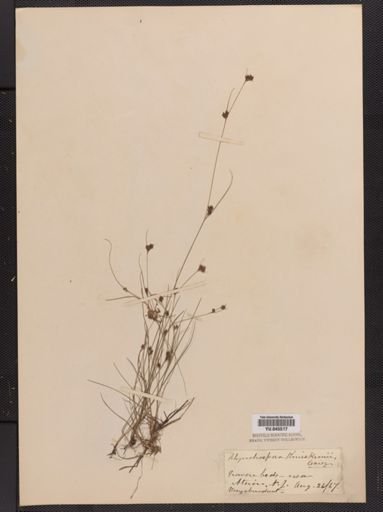 Rhynchospora knieskernii