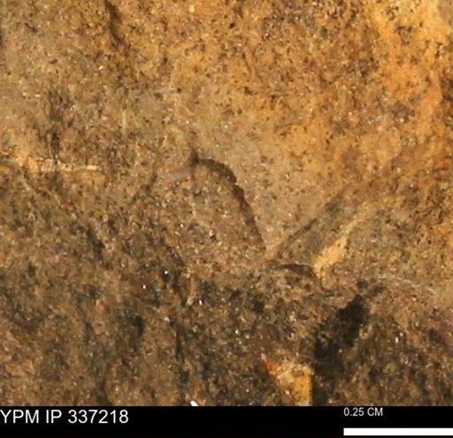undet. Mollusca