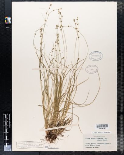 Carex rosea