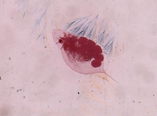 Daphnia galeata mendotae