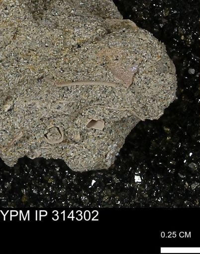 undet. Scaphopoda
