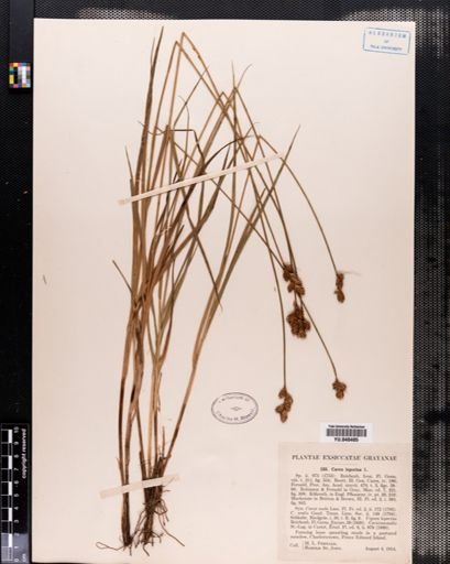 Carex leporina