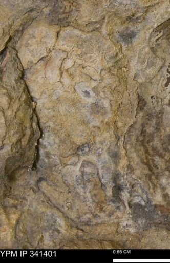 Inoceramus?