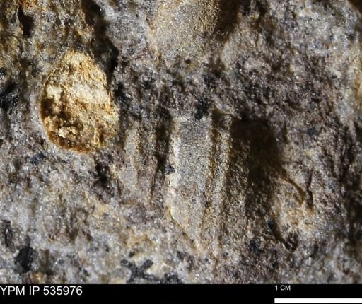 Goniobasis tenuicarinata