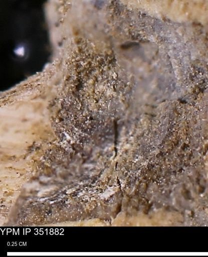 undet. Bivalvia