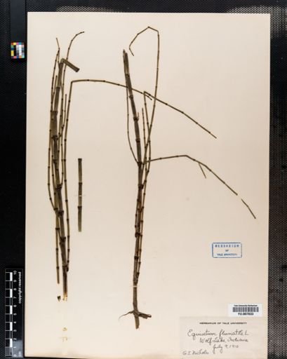 Equisetum fluviatile