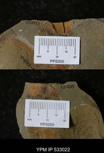 undet. Xiphosurida