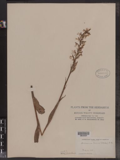 Habenaria lacera