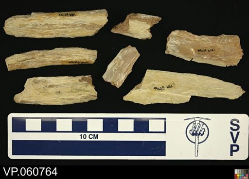 Mosasauridae