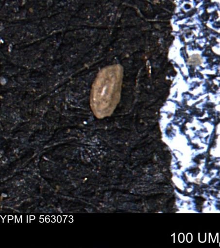 Miliammina manitobensis