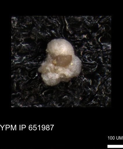 undet. Foraminiferida