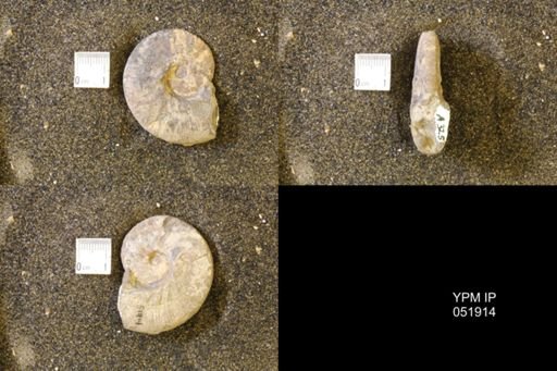 Hoploscaphites comprimus