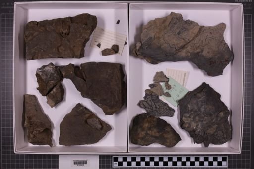 mixed taxa, stratigraphic collection