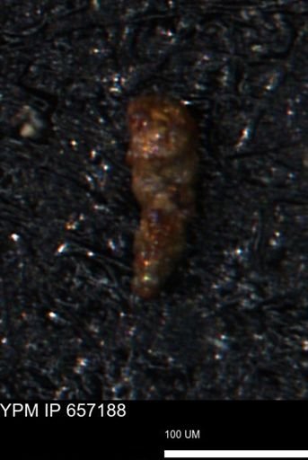 Verneuilinoides kansasensis