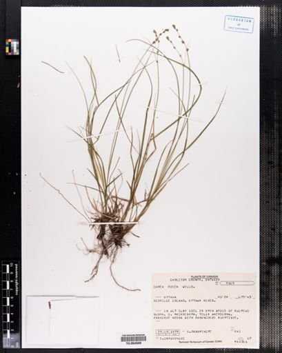 Carex rosea