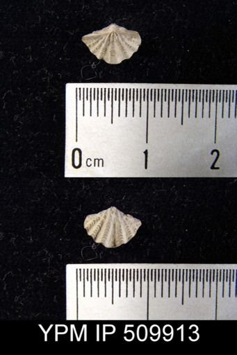 Delthyris sulcata