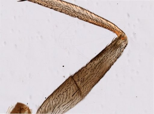 Glossina palpalis